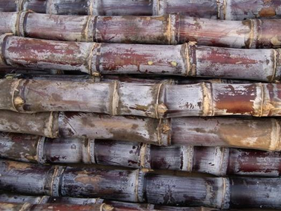 广州代妈到底可不可以食用甘蔗?