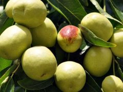 广州代妈必看:青枣不能和什么一起吃